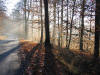 Skoven ved Gadevang 29.11.2003