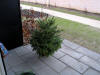Juletræ på terrassen